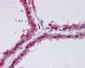 GPI Antibody (N-Terminus)